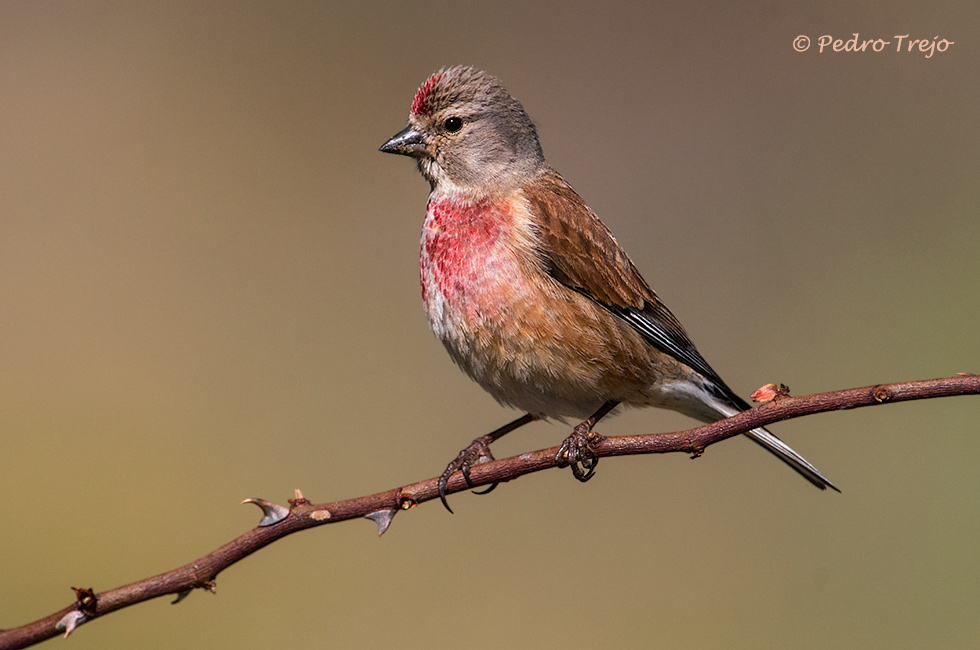 Pardillo común (Carduelis cannabina)